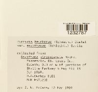 Puccinia saxifragae image