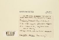 Thumbnail image of current specimen