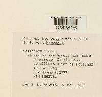 Media resource of Puccinia hieracii