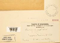 Puccinia taraxaci image