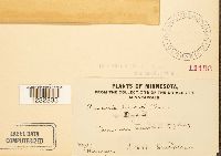 Puccinia taraxaci image