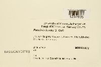 Puccinia hordei image