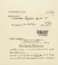 Puccinia hordei image