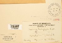 Puccinia hydrophylli image