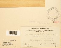 Puccinia hydrophylli image