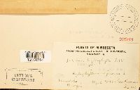 Puccinia hydrophylli image