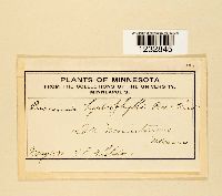 Puccinia hydrophylli image