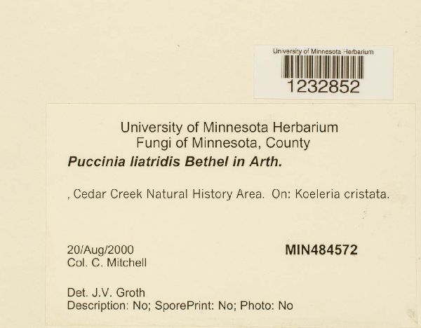 Puccinia liatridis image