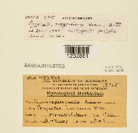 Puccinia magnusiana image