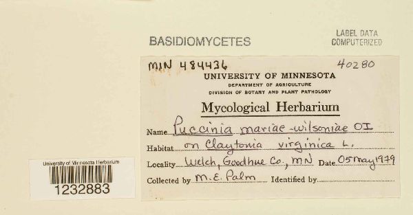 Puccinia mariae-wilsoniae image