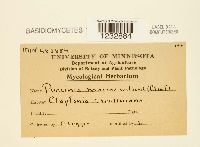 Puccinia mariae-wilsoni image