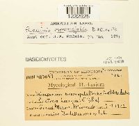 Puccinia mesomajalis image