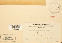 Puccinia minussensis image