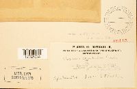 Puccinia minussensis image