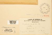 Puccinia minussensis image