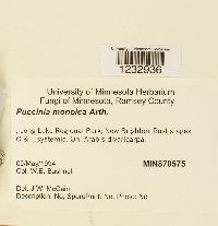 Puccinia monoica image