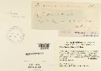 Puccinia montanensis image