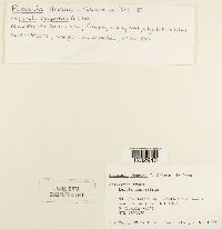 Puccinia obscura image