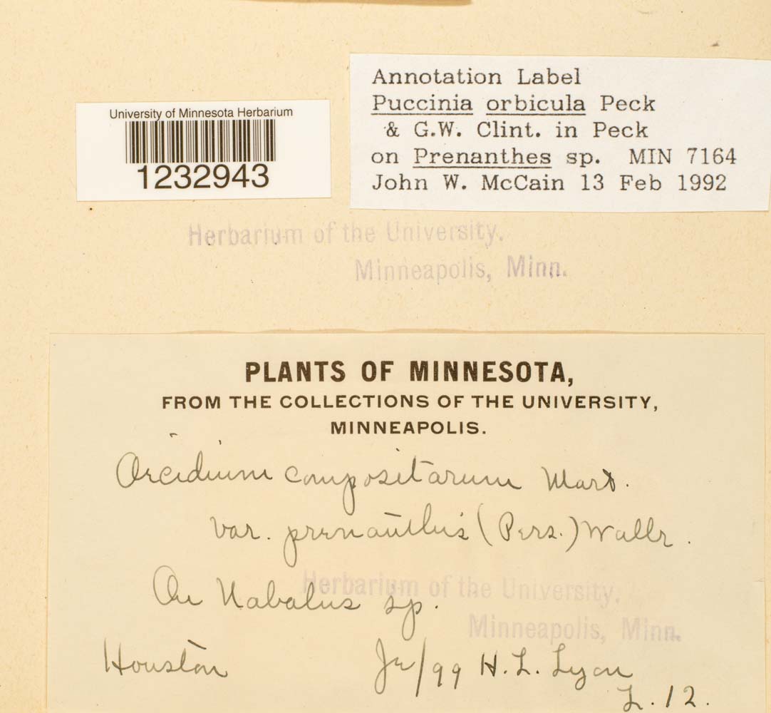 Puccinia orbicula image