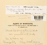 Puccinia orbicula image