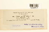 Puccinia patruelis image