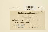 Puccinia peckii image