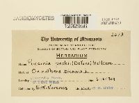 Puccinia peckii image