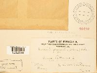 Puccinia phragmitis image