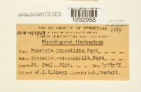 Puccinia physalidis image