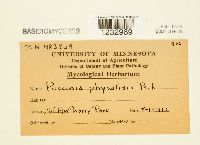 Puccinia physalidis image