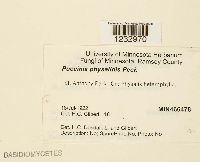 Puccinia physalidis image