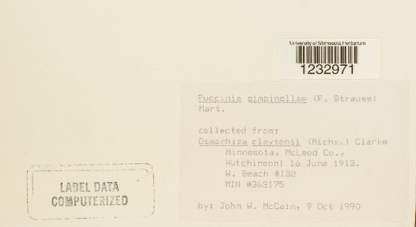 Puccinia pimpinellae image