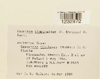 Puccinia pimpinellae image