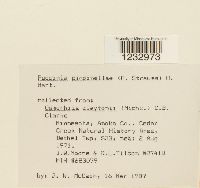 Puccinia pimpinellae image