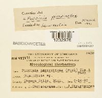 Puccinia pimpinellae image