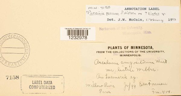 Puccinia poarum image