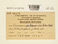 Puccinia podophylli image