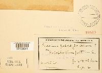 Puccinia podophylli image