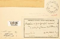 Puccinia podophylli image