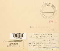 Puccinia podophylli image