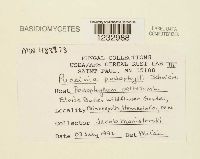 Puccinia podophylli image