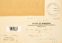 Puccinia polygoni-amphibii image