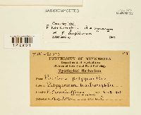 Puccinia polygoni image