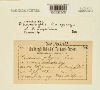 Puccinia polygoni image