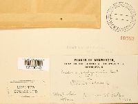 Puccinia porphyrogenita image