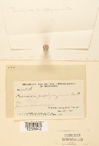 Puccinia porphyrogenita image