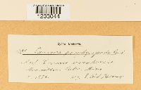 Puccinia porphyrogenita image