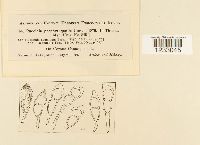 Puccinia porphyrogenita image