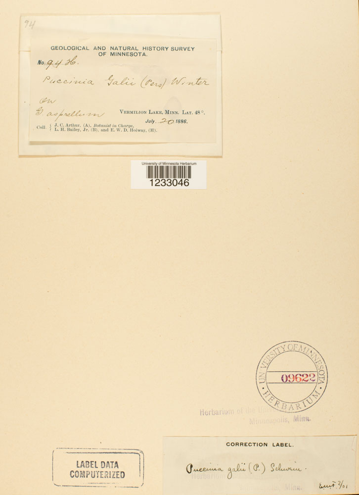 Puccinia punctata image