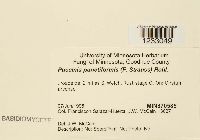 Puccinia punctiformis image